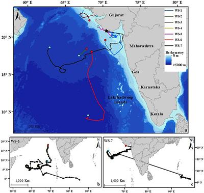 First Insights Into the Horizontal Movements of Whale Sharks (Rhincodon typus) in the Northern Arabian Sea